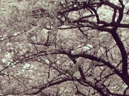 제주도-벚꽃-개화시기-8