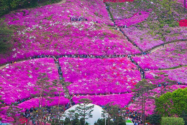 군포 철쭉축제 기간