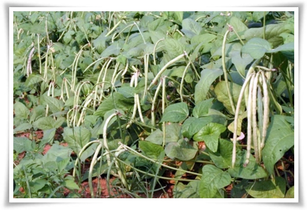 텃밭 "5월, 동부콩 심으세요!" 텃밭의 숨은 보석 알고보면 매력 덩어리!