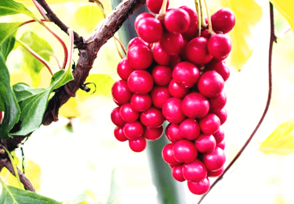 나무에 빨갛게 익은 오미자 두송이가 매달려있다. 알맹이는 작고 동그랗고 표면은 매끄럽다.