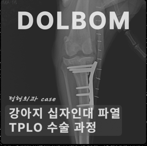 강아지 십자인대 파열: 원인, 증상, 진단, 치료