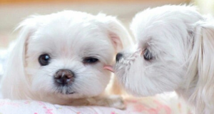 출처 구글 이미지 강아지 사진 강아지가 서로 핥아주는사진