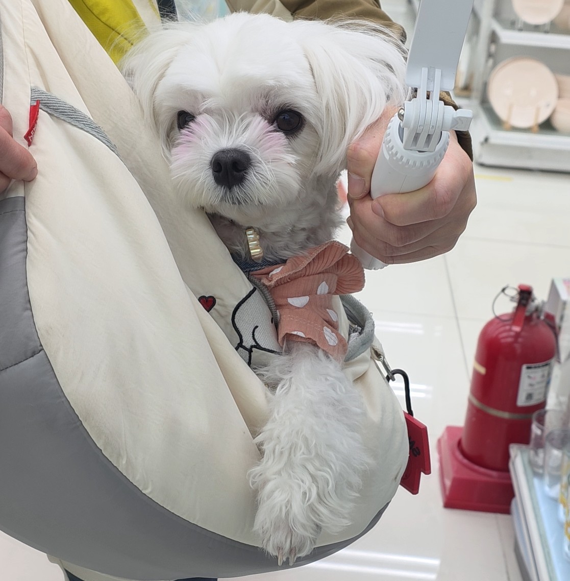 다이소에서 라떼 모습