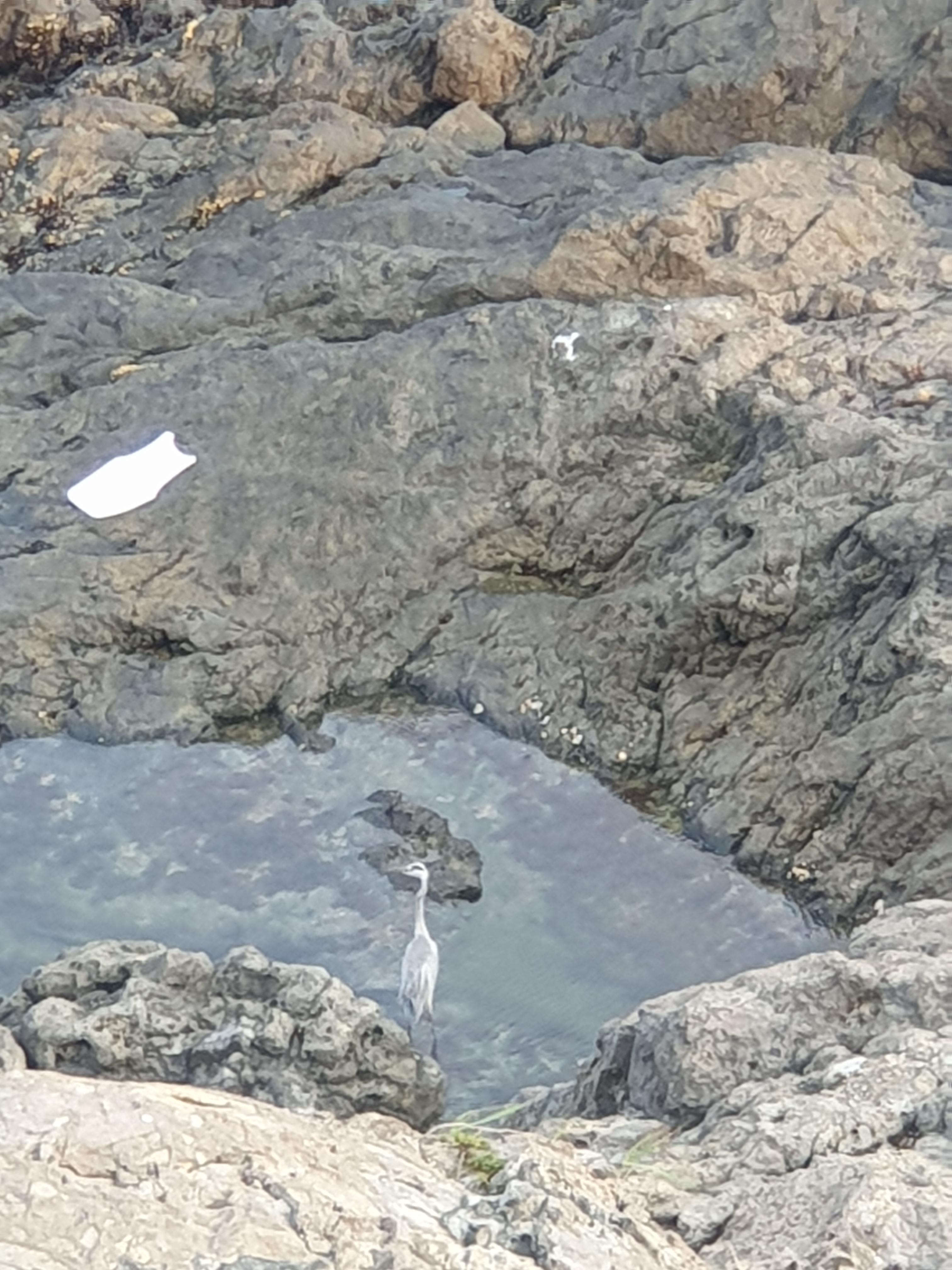 동백섬에 만난 학 한마리 사진