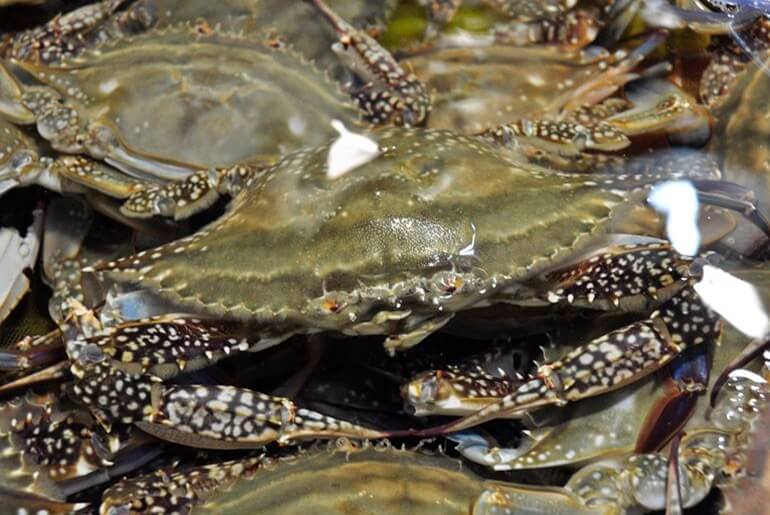 극한직업 진도 꽃게 택배 주문하기 