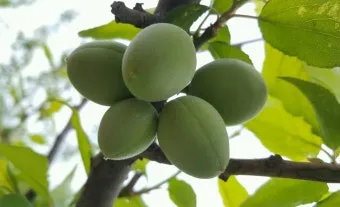 매실 재배 적과 타이밍 병충해 방제 수확 저장_3