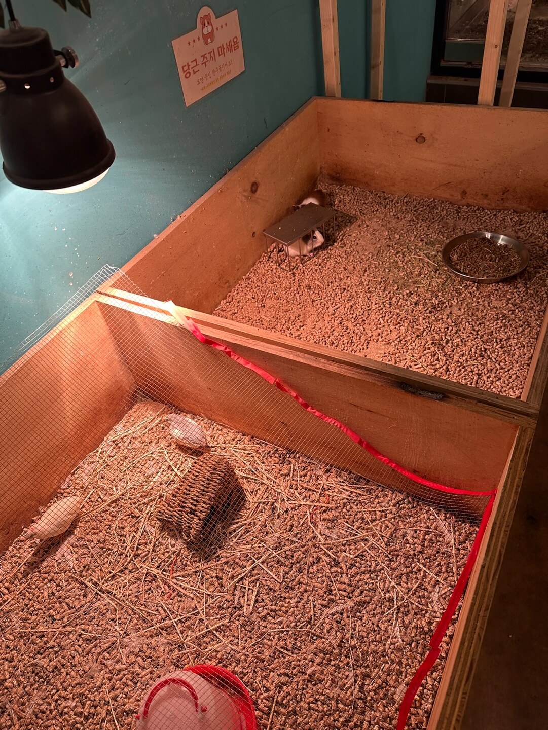 하남 쥬라리움 기니피그 메추리 체험존