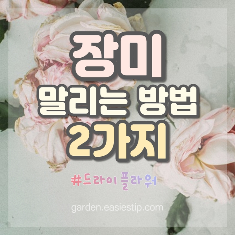 장미 말리기 썸네일