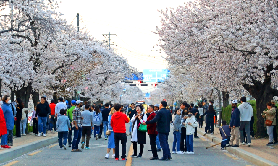 정읍 벚꽃축제