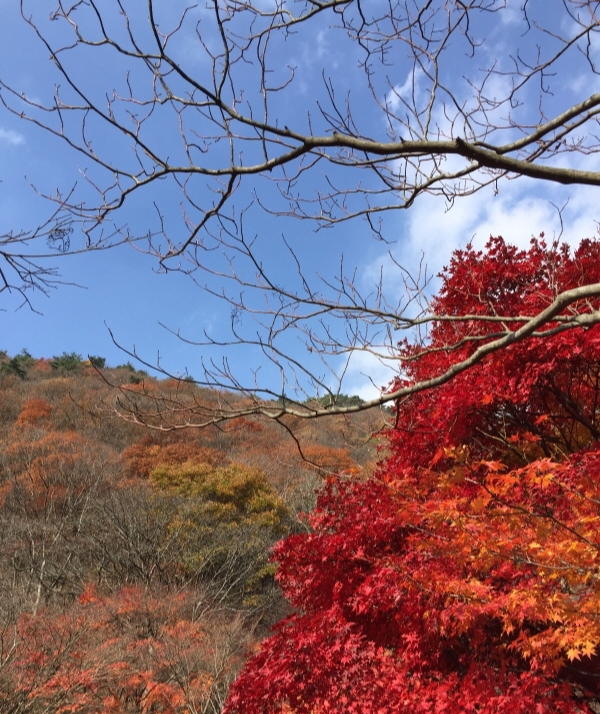 2024 내장산 단풍축제