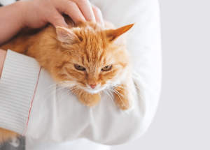 주인에게 안겨 쓰다듬는 고양이