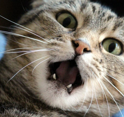 고양이 각질 원인 8가지 증상 및 치료 관리법 (ft. 비듬)