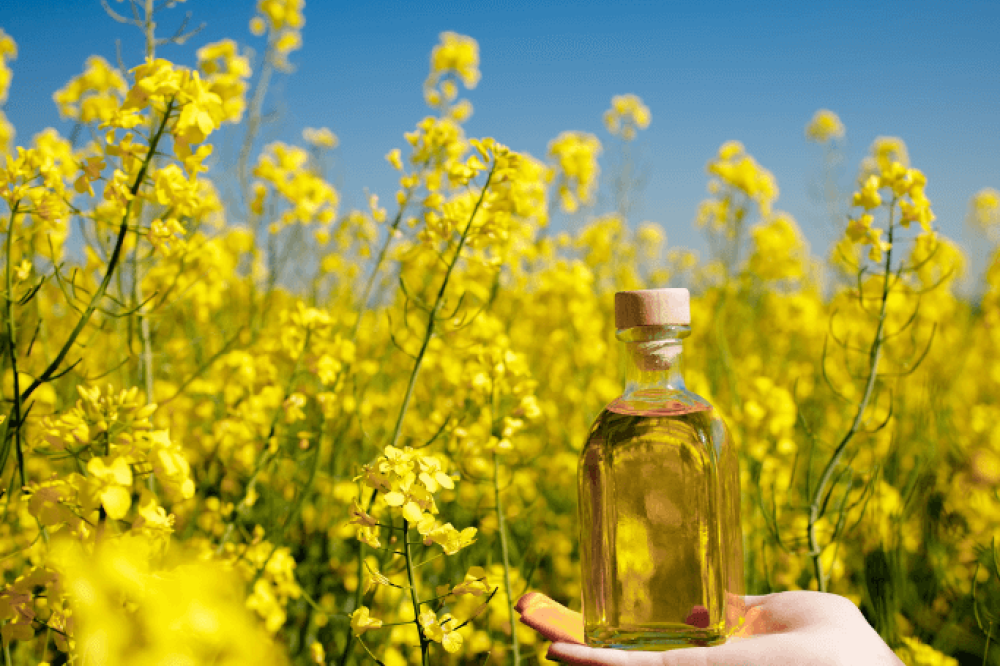 카놀라유의 효능