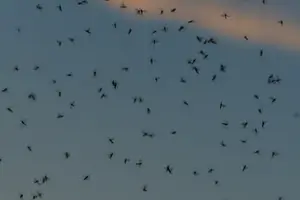 가을 모기 사진