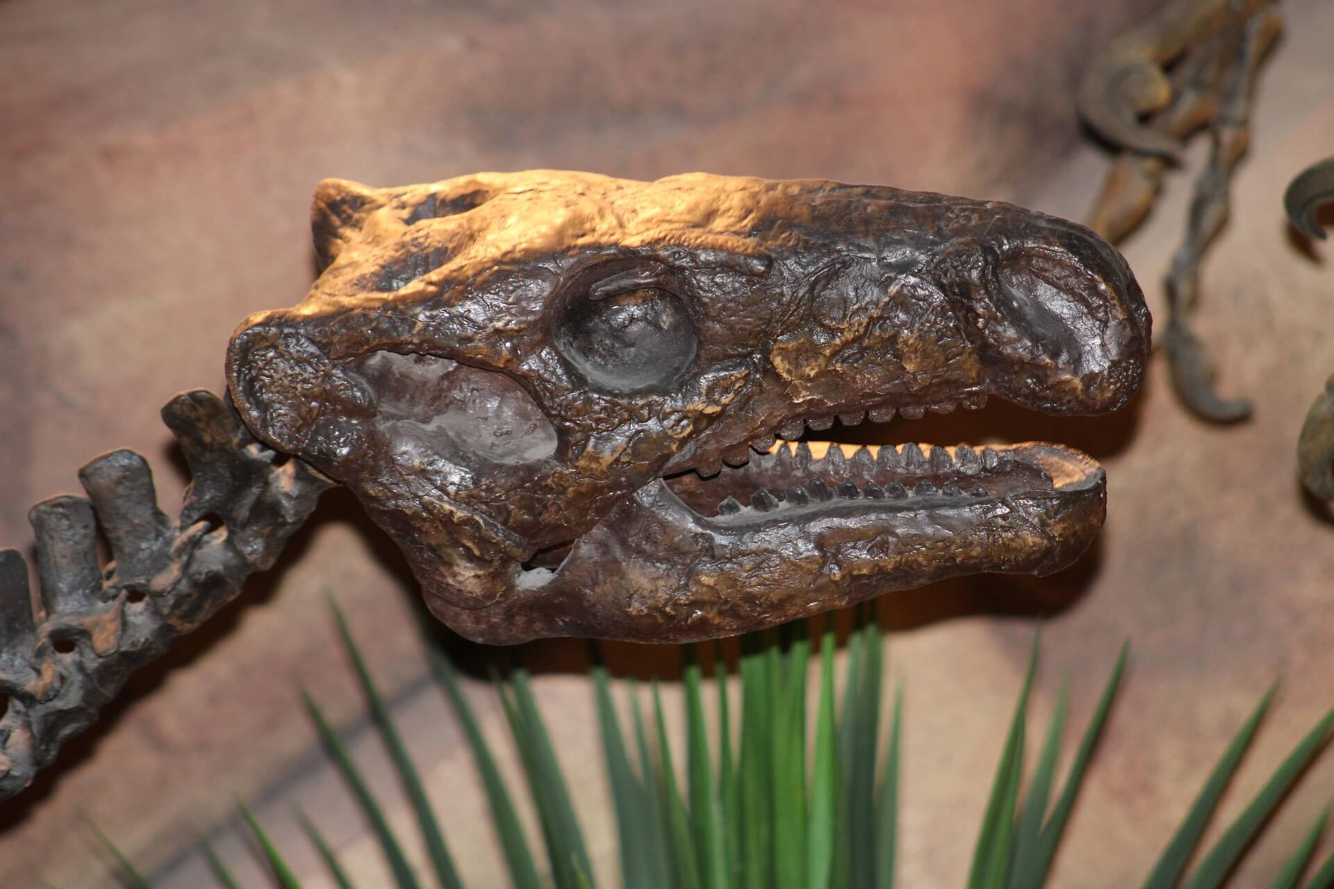 동종의 성장 시리즈를 위한 어린 개체 화석 선정 기준 10개