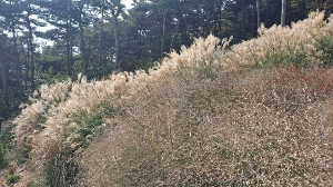 화성_우리꽃식물원_국화전시회