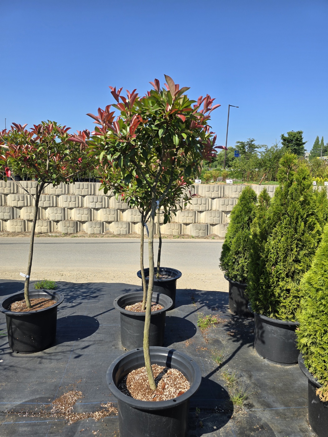 다양한나무들이 소품부터 중품대품까지 다양하게 볼 수 있어요.