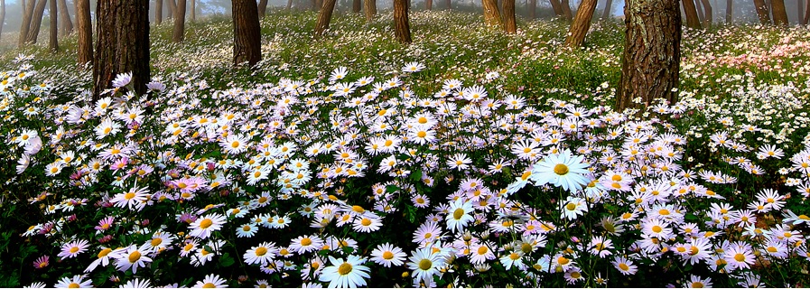 정읍 구절초꽃축제