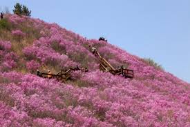 제 26회 천주산 진달래축제 기본일정과 프로그램 소개 류지광 남승민 출연