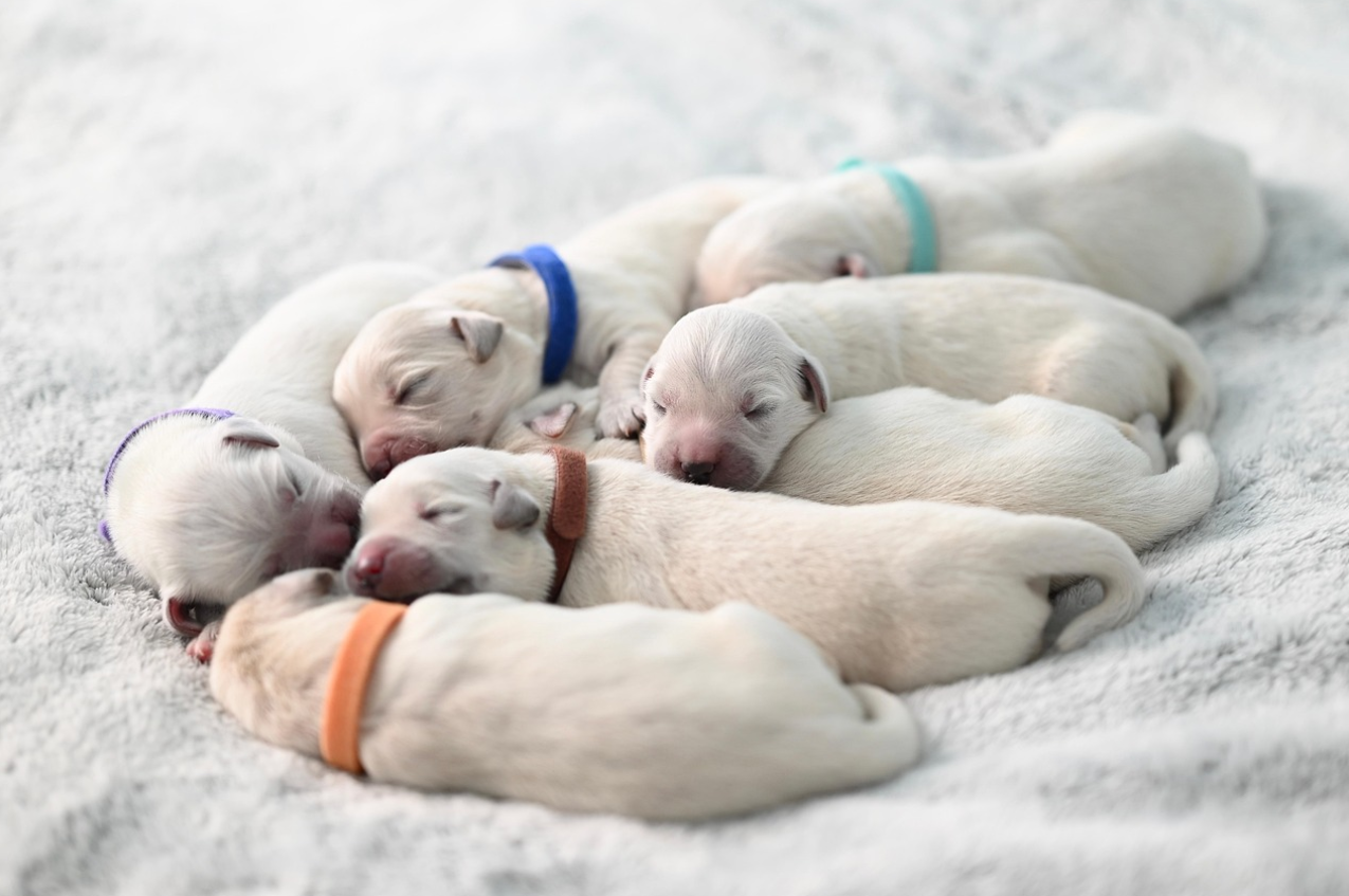 보호자의 임신과 출산: 새로운 가족 구성원을 받아들이는 강아지의 심리