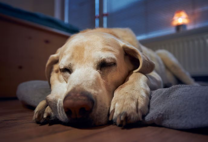 잠들어 있는 개.