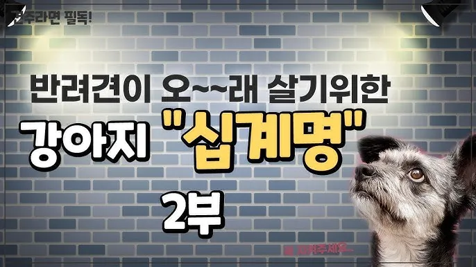 강아지 오래사는 신장관리 비법 생활습관_4