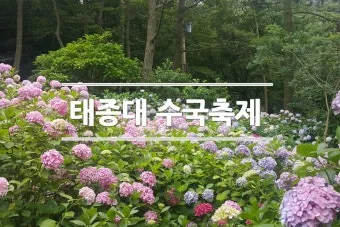 태종대 수국축제 일정 위치 주차팁 꿀정보 정리_20