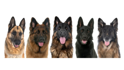 모색별 저먼 셰퍼드 사진