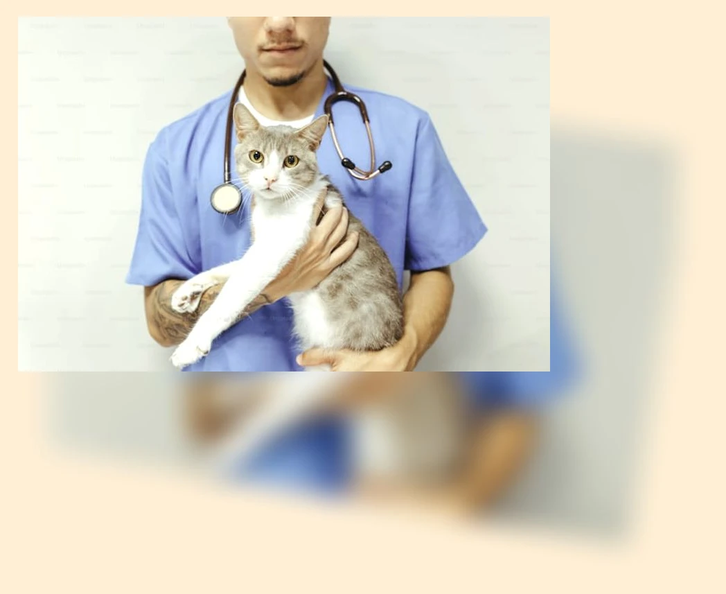 새끼 고양이 건강 관리_1_subsection