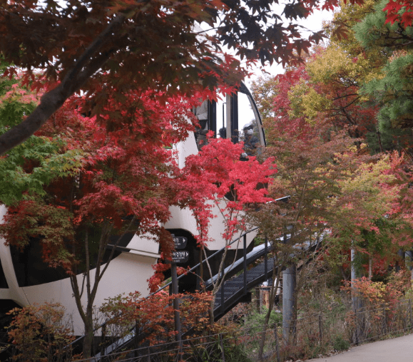 단풍축제 화담숲