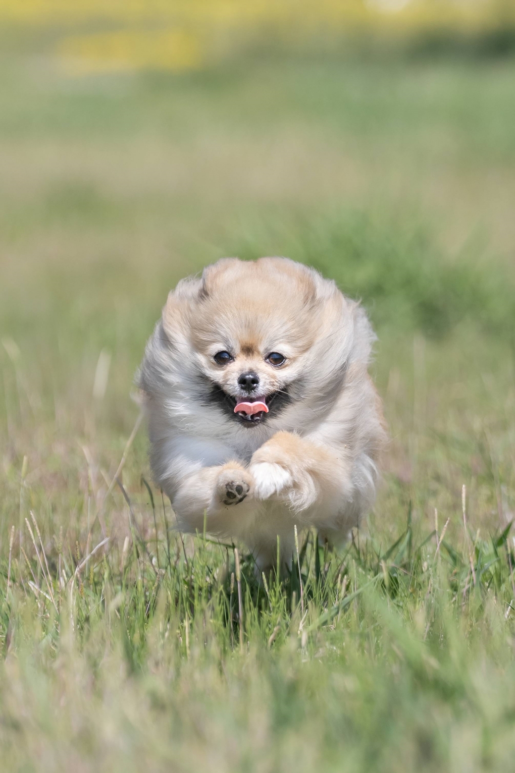정면으로 달리는 강아지