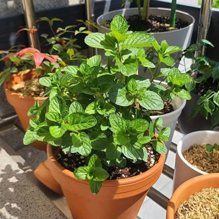 페퍼민트 키우기 물주기 삽목번식 햇빛관리 상쾌한 실내 허브_2