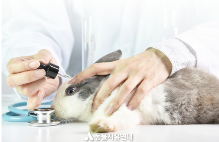 459만 마리의 고통, 이제는 멈춰야 합니다 – 동물실험 대안과 윤리적 소비의 길