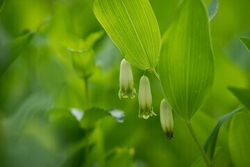 둥글레차 효능&amp;#44; 종류&amp;#44; 재배기간&amp;#44; 부작용등을 알아봤습니다. 둥글레차는 흔하게 먹는 차 종류에 속하지만 카페인이 있어서 조심해야 할 부분도 있습니다. 글을 참고해주세요!