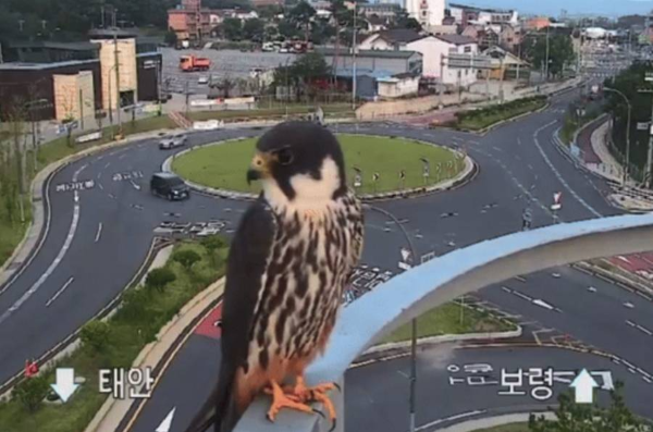 뉴스에 나온 새호리기