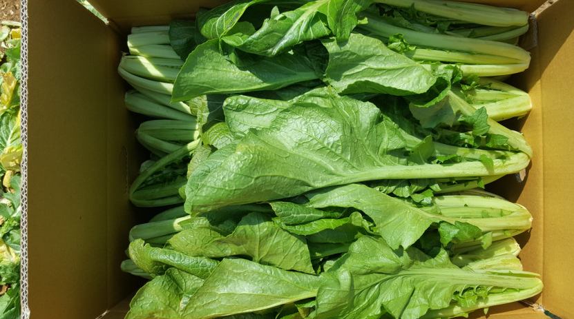 6시내고향 전남 여수 산지직송 돌산갓 여수돌산갓 돌산생갓 햇갓 파는 곳 전국 택배 온라인 전화 주문 추천 