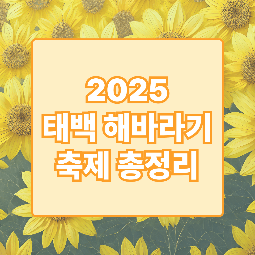 태백 해바라기 축제