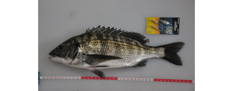 울진군 낚시용품