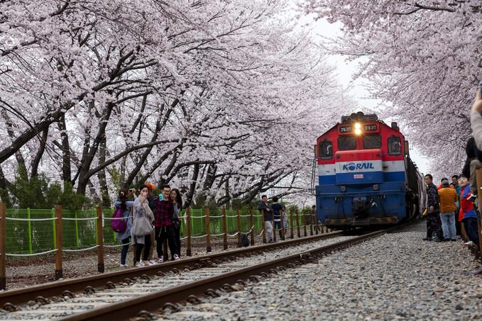 진해군항제 포토존