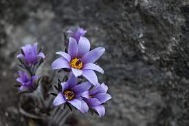 제 18회 동강 할미꽃 축제 기본 일정과 프로그램 소개