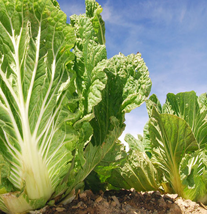 2024 절임배추 사전예약 가격비교 예약방법