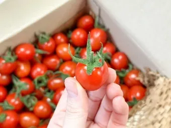 2주 이상 방울토마토 보관 시 꿀팁 오래 보관_6