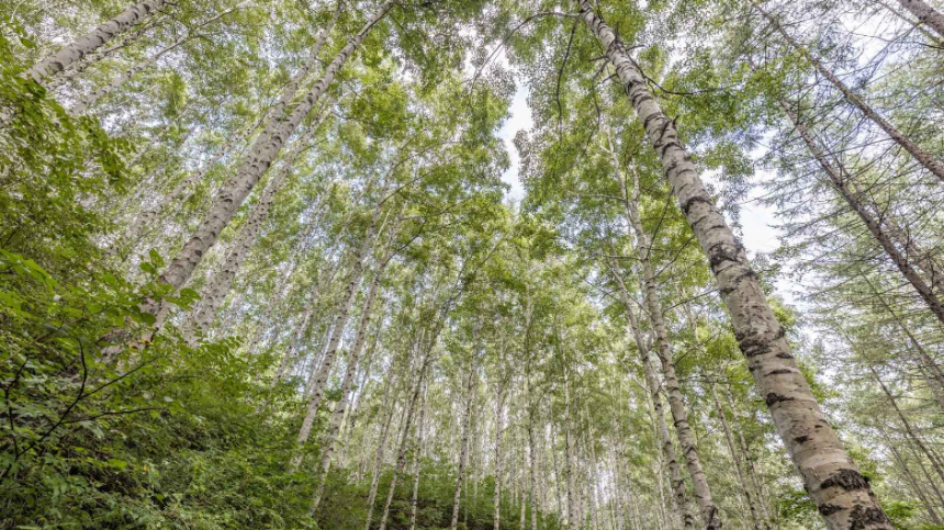 2025년 4월 국내 여행지 추천! 봄꽃과 함께 떠나는 최고의 여행지