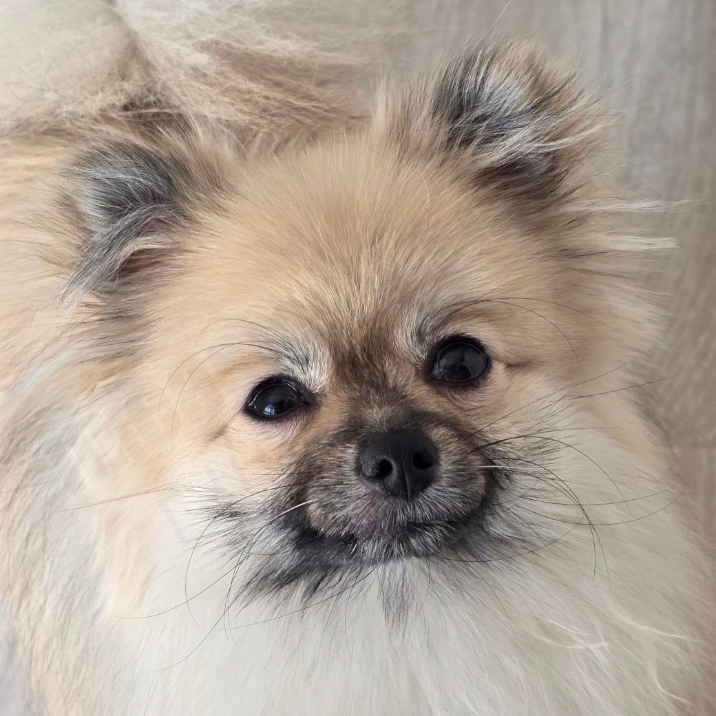 고립 불안이 있는 강아지