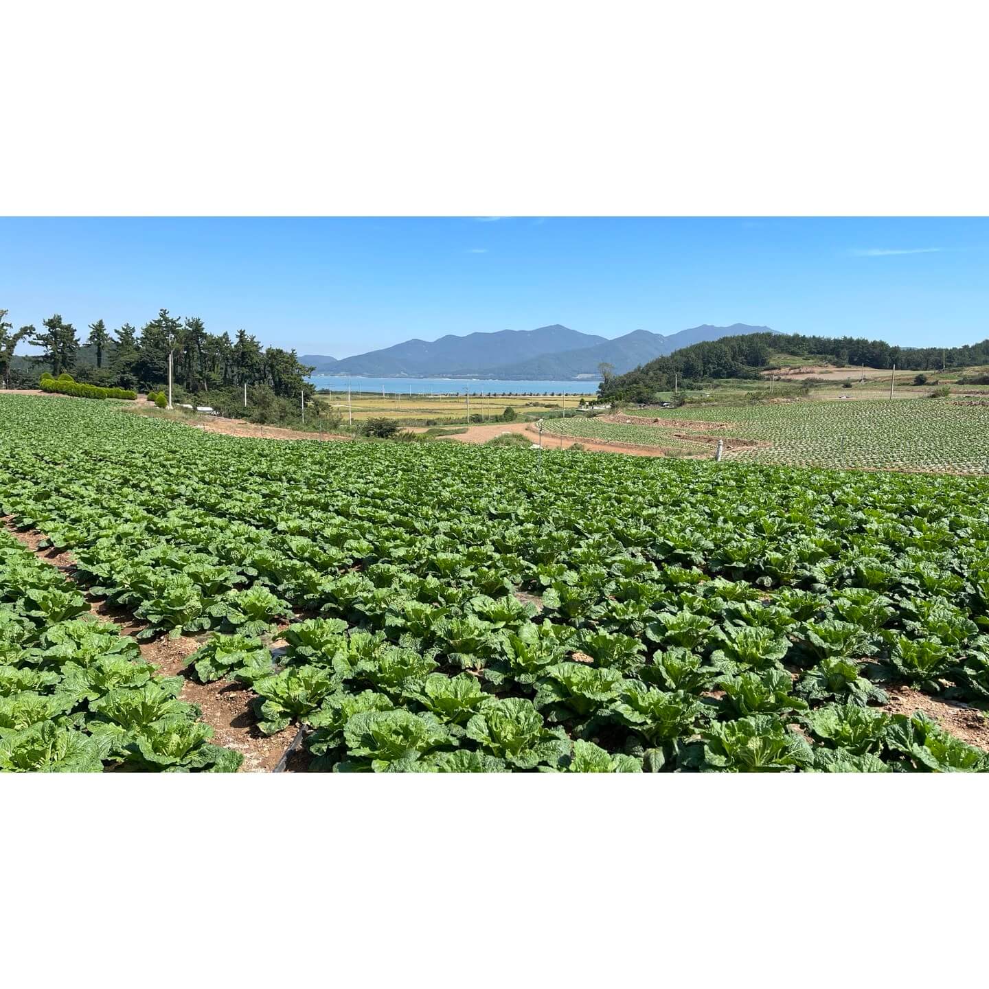 김장 절임배추 온라인 및 대형마트 사전예약