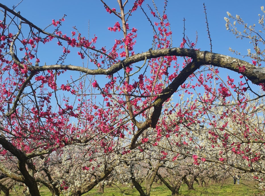해남 보해매실농원
