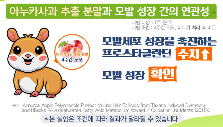 아누카사과 분말 효능