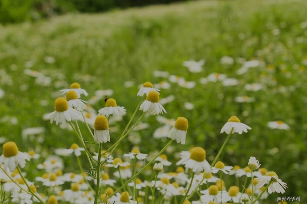 팜카밀레수국축제