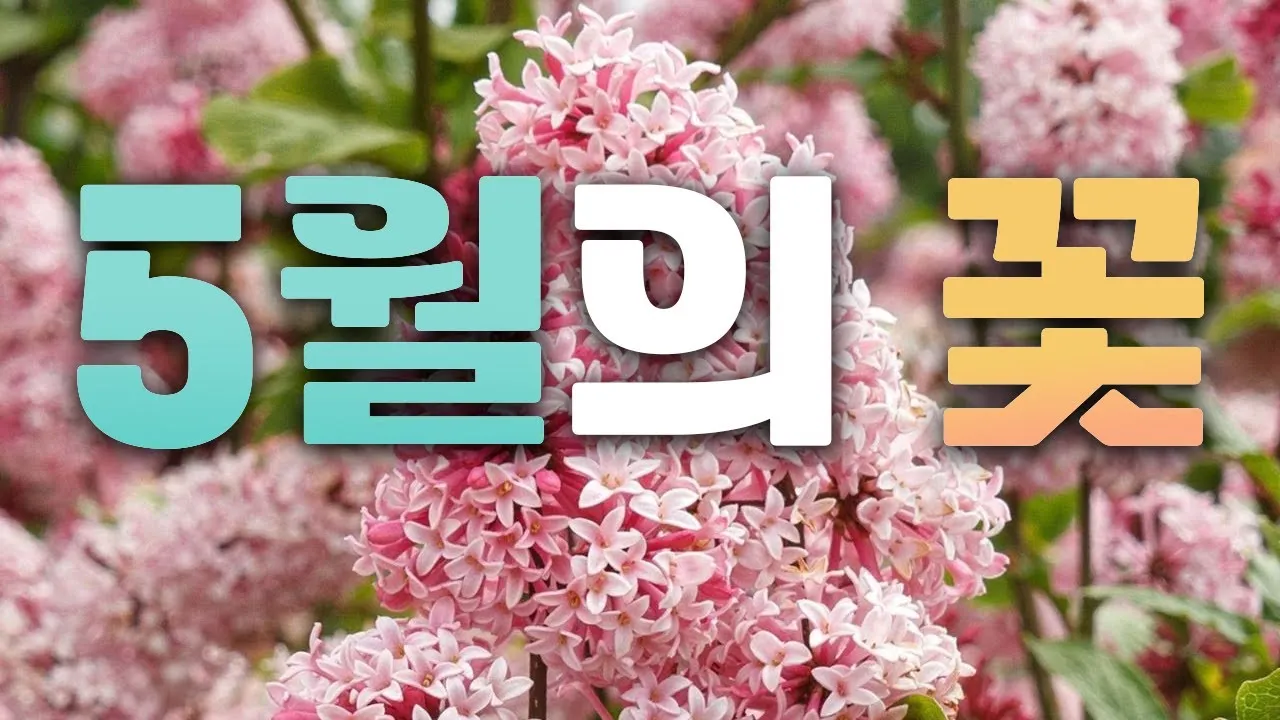 아파트 화단에 핀 5월의 꽃 송엽국 작약 금계국 털개구리미나리_3