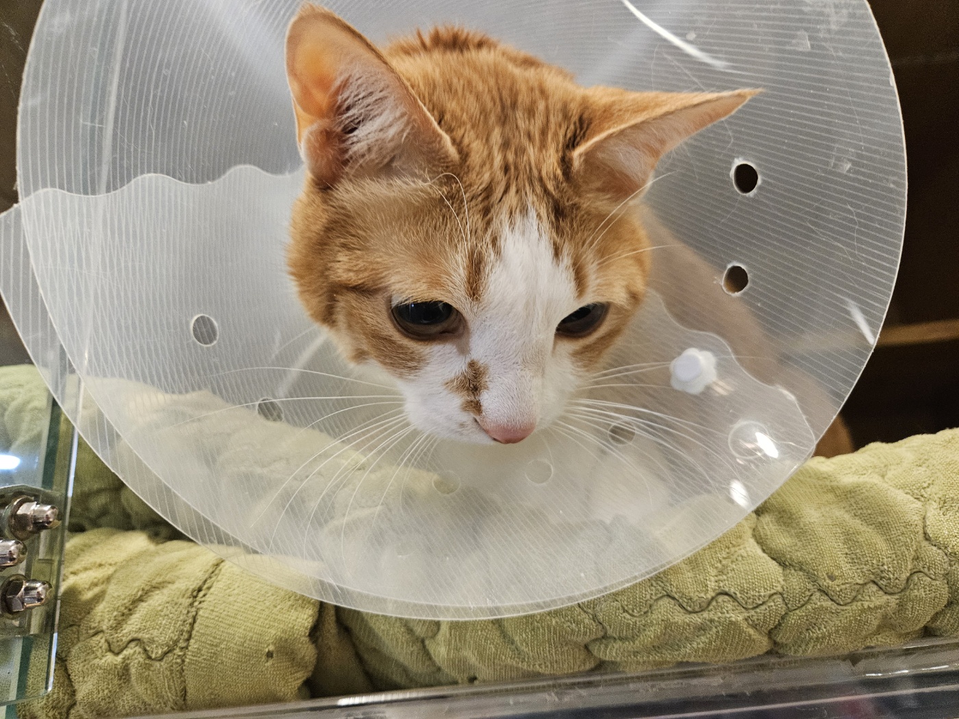 병원에서_온_호야_소식